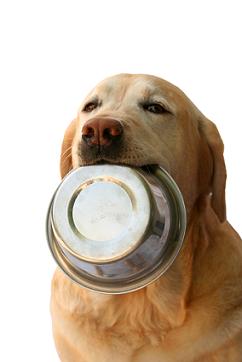 9678_dog%20carrying%20bowl%20in%20mouth.jpg