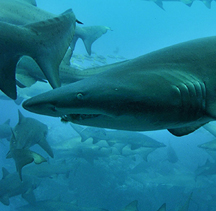Endangered Grey Nurse Shark in Australian Waters
