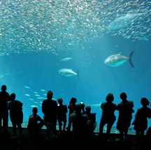 Get the Seafood Watch App from Monterey Bay Aquarium