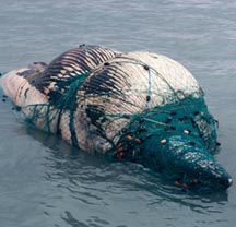 Whale Entangled in Nets Finds a Horrible Ending