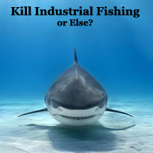 Industrial Fishing Must Be Stopped