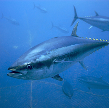 Tuna Species are Endangered from Industrial & Rogue Fisherman