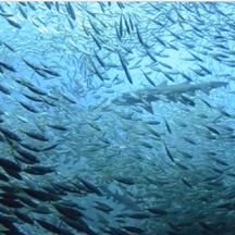 Australian Marine Preserve Teeming with Life