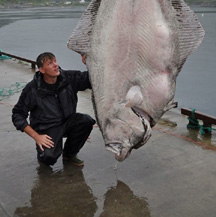 A 515 Pound Halibut, a Real Endangered Species