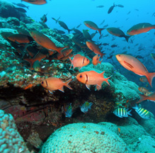 Amended Trade Agreements Must Include Provisions on Saving the Ocean Wildlife & Marine Ecosystems