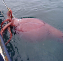 Huge Squid Off New Zealand, Will Such Creatures Exist in the Future?