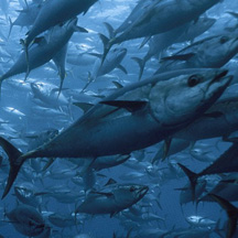 GHSMP Advocates Selling Japan Tuna Species to Save Them from Extinction