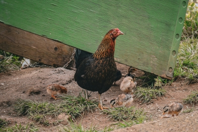 The Root Cause of Farm Stress