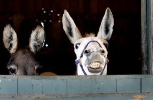 Mules are smiling for the Camera
