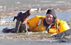 Firefighter rescues dog from cold water