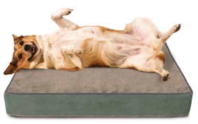 Dogs Love the Comfort and Support of an Orthopedic Memory Foam Dog Bed!