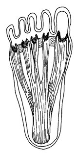 Good Plantar Fascia