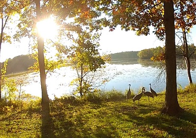 Sandhill Cranes at Kent Lake in Kensington Park in Milford, Michigan