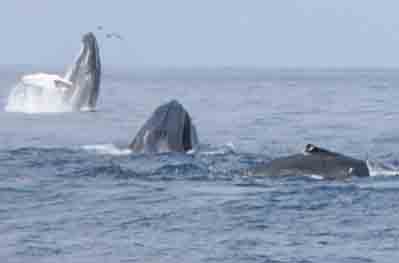 Humpback Whales feeding on forage fish on Stellwagen Bank National Marine Sanctuary