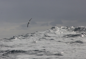 Fulmar flying in Force 7 seas.