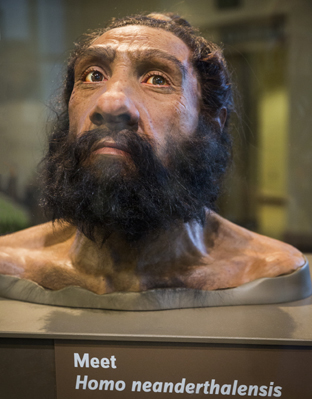 Reconstruction of a Neanderthal Man